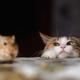 funny cute cat looking over table at a mouse within striking distance, ready to hunt it