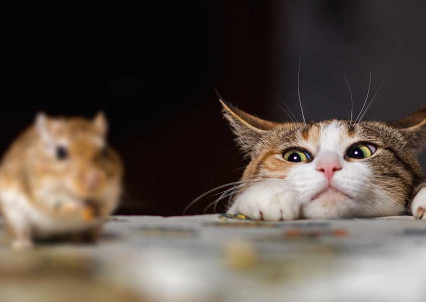 funny cute cat looking over table at a mouse within striking distance, ready to hunt it